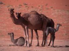 Arabien, Oman-Expeditionen - Kamele in der Rub al Khali